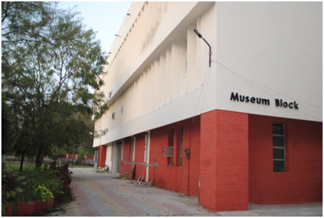 Museum (Department of Earth Sciences)